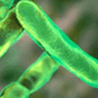 Illustration of Bifidobacterium infantis bacteria, a Trimology ingredient