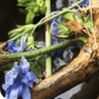 Chicory root and flowers, the source of inulin in Trimology