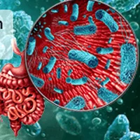Illustration of Clostridium butyricum bacteria in the gut, a Trimology ingredient